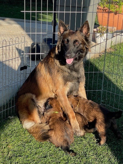 chiot Berger Belge Des Crocs D'Etélia